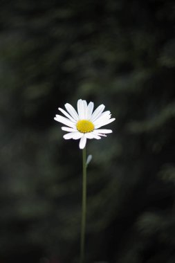 Arka plan önünde yalnız papatya