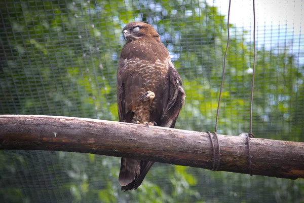 Ormvråk på en klippa. En kvinnlig buzzard ser tillbaka från sin abborre på en sten. — Stockfoto