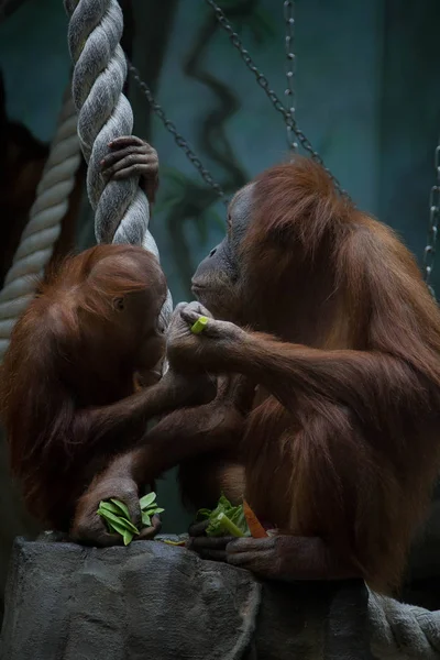 Close up of orangutans, selective focus.