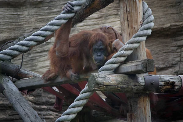 Close up of orangutans, selective focus.