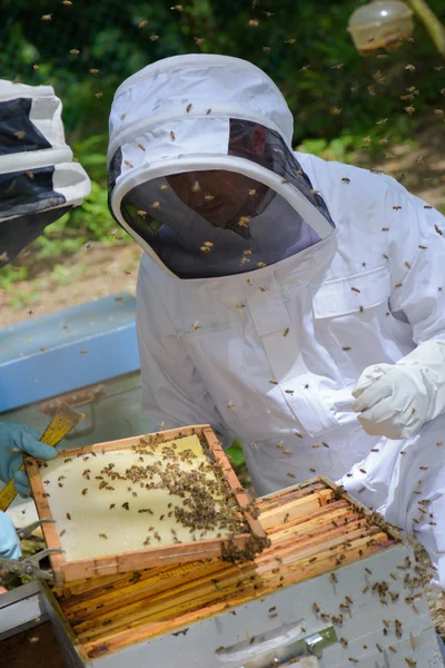 Imker im Bienenhaus bei der Arbeit — Stockfoto