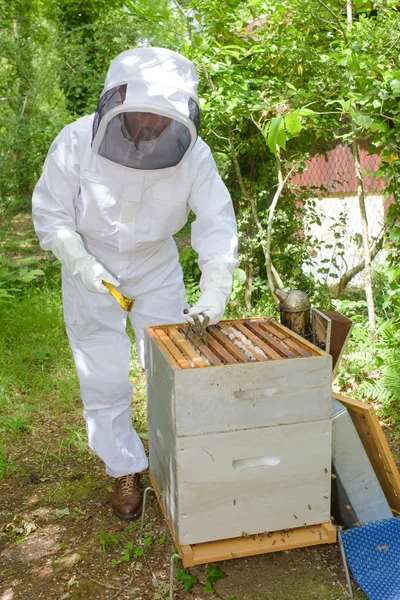 養蜂場の仕事のキャリアと養蜂 — ストック写真