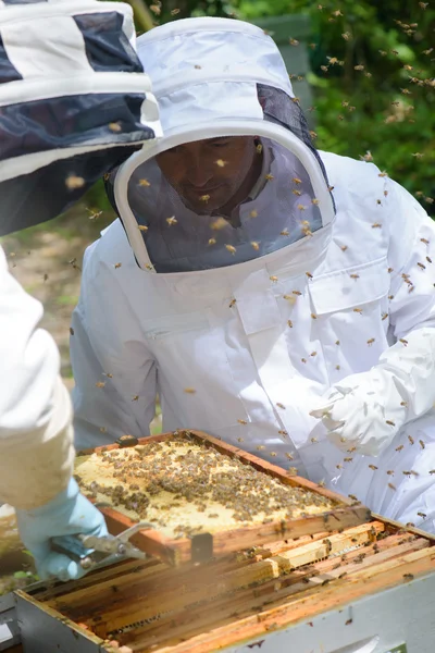 Dos apicultores trabajando en la colmena —  Fotos de Stock