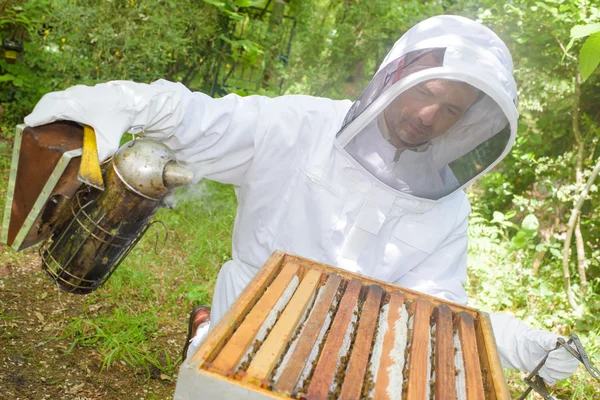 Пчеловод, куривший пчелу — стоковое фото