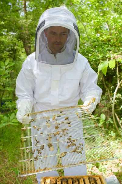Apicultor desmantelando colmeia e apicultor — Fotografia de Stock