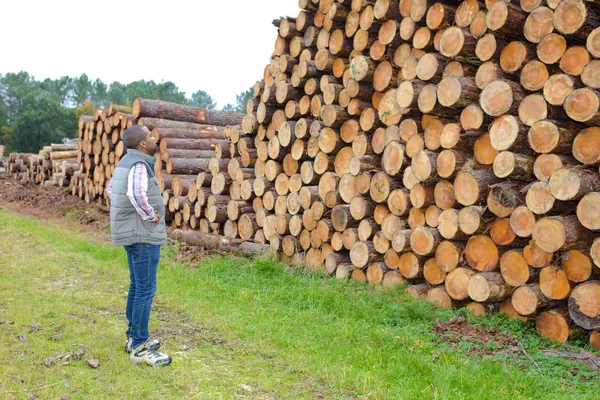Montón de madera y madera —  Fotos de Stock