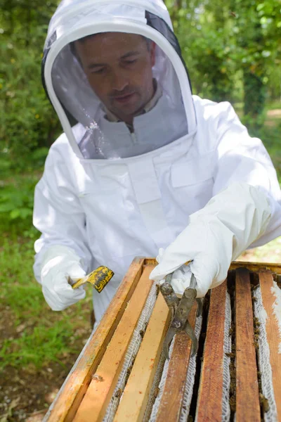 Mann entfernt Rahmen aus Bienenstock mit Metallgreifer — Stockfoto