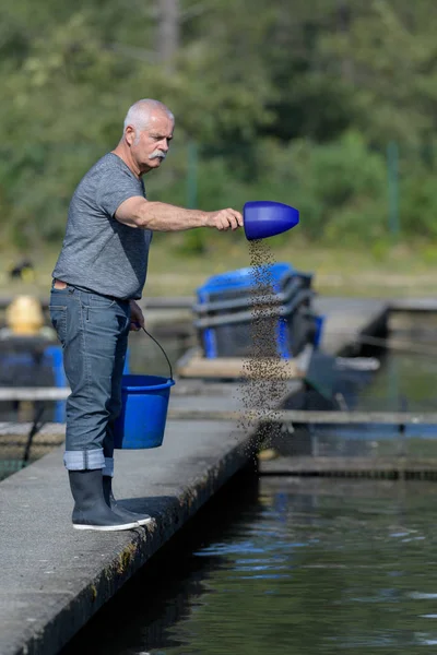 Senior man feeding sturgeon fish in caviar farm — Stock Image Senior man feeding sturgeon fish in caviar farm Stock Photo