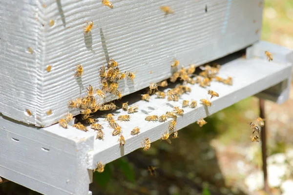 Beehive with colony of bees — Stock Photo, Image