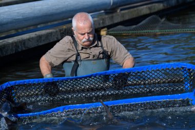 fish-farmer working with a net clipart