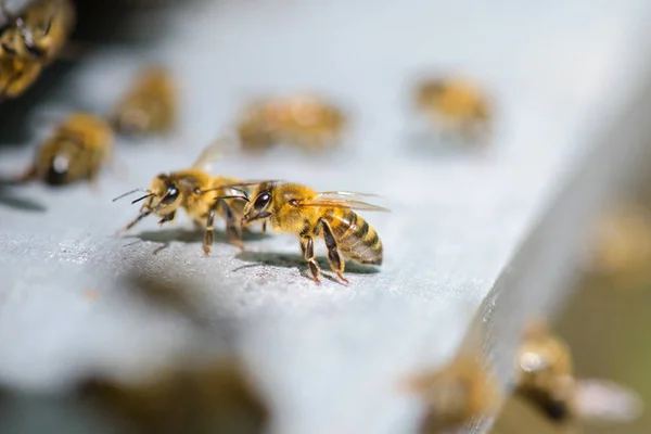 Abejas en el marco — Foto de Stock