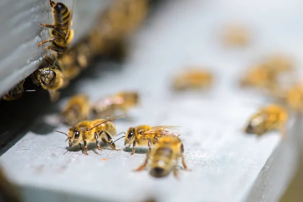Abejas y colmenas y abejas — Foto de Stock