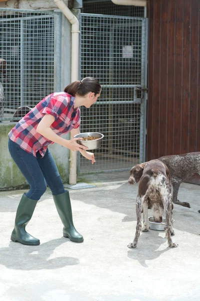 Hayvan barınağı gönüllüsü köpekleri besliyor — Stok fotoğraf