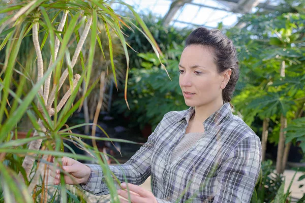 温室で植物を調べる女性庭師は — ストック写真