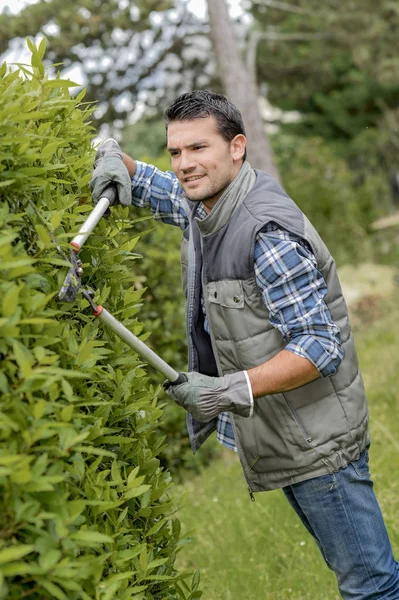 Man trimming bush with shears