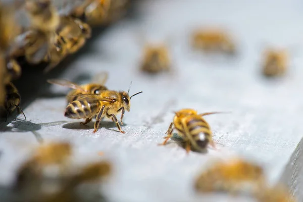 मधुमक्खी और मधुमक्खी की कॉलोनी — स्टॉक फ़ोटो, इमेज