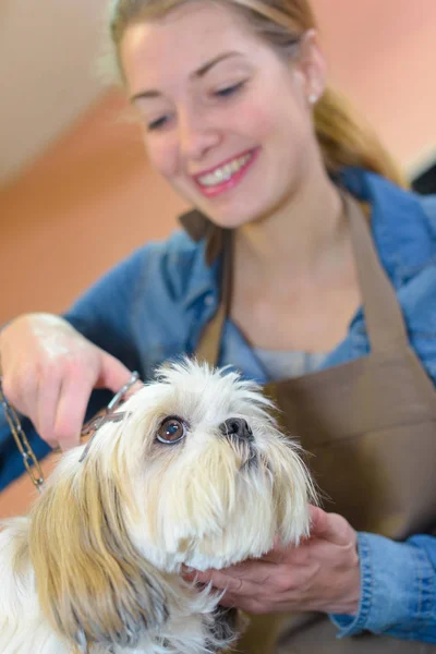 照顾一只狗的美容师 — 图库照片