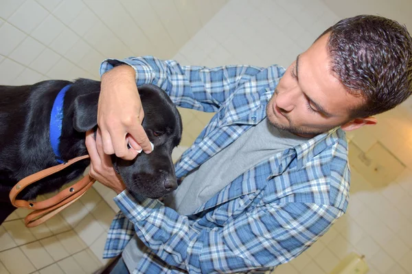 Homem limpeza cão s olho — Fotografia de Stock