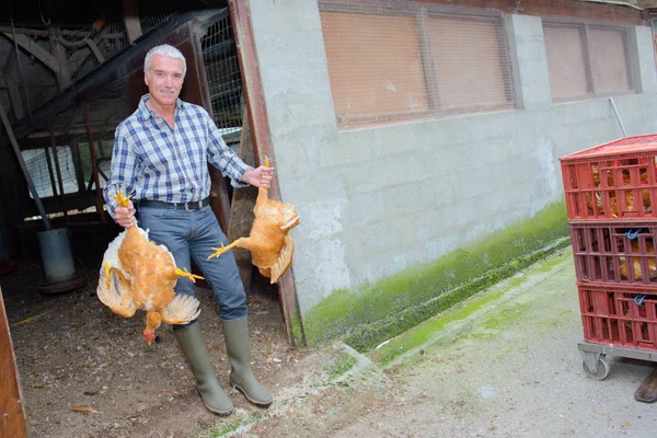 Hombre sosteniendo dos pollos por sus piernas —  Fotos de Stock