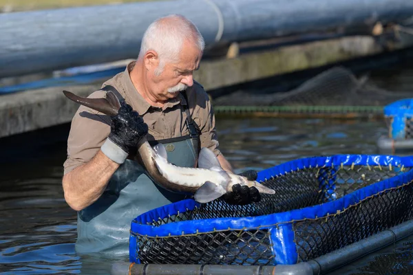 Man aan het werk op een viskwekerij — Stockfoto