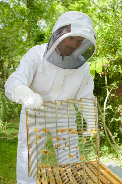 Apiculteur ouvrant une ruche et apiculteur — Photo