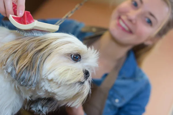 Woman grooming pet dog — Stock Photo, Image