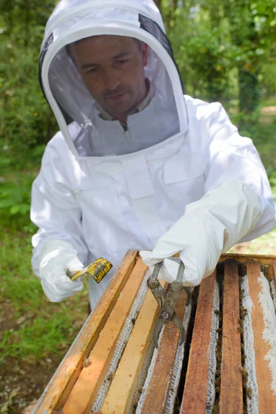 Včelař zvedání rámeček — Stock fotografie