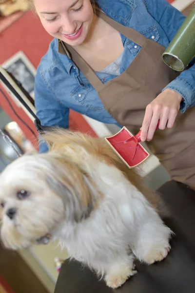 Hermosa rubia perro peluquero en el trabajo — Foto de Stock