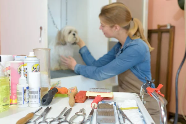 Pet grooming forretning og kæledyr - Stock-foto