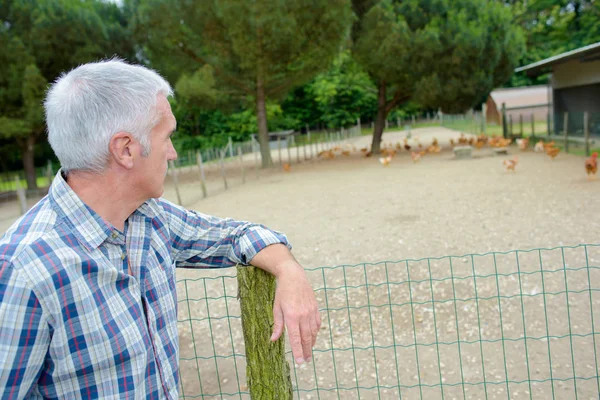 Avicoltura e azienda agricola — Foto Stock