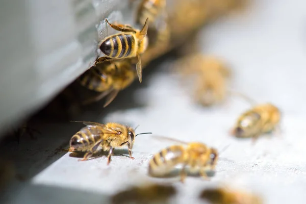 Οι μέλισσες και η κυψέλη και η μέλισσα — Φωτογραφία Αρχείου