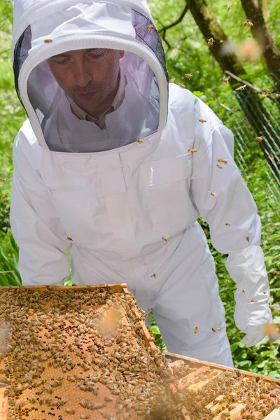 Imker hält Gestell mit Bienen bedeckt — Stockfoto