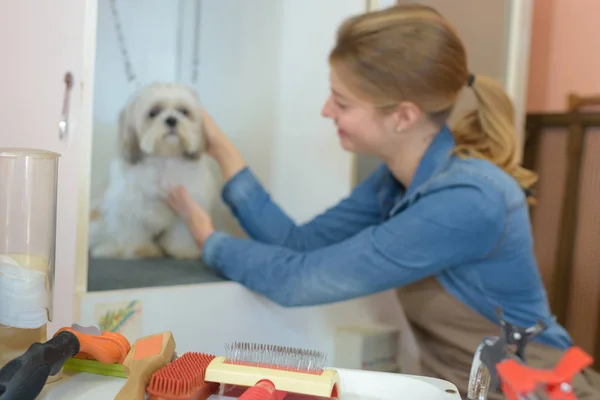 Kuafördeki şirin köpek. — Stok fotoğraf