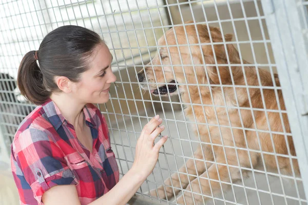 Жінка працівник розплідника перевіряє стан собак — стокове фото