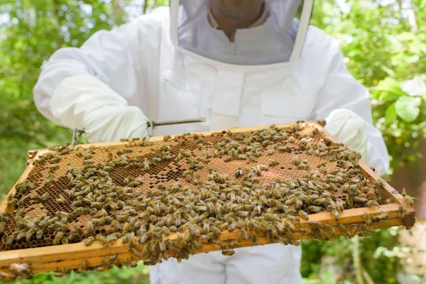 Apiculteur récolte du miel et de l'apiculture — Photo