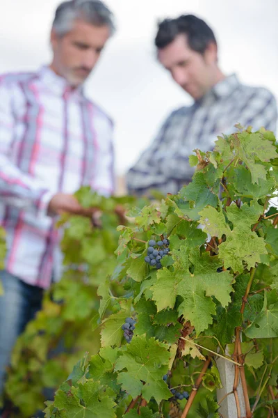 Nelle vigne e nel vino — Foto Stock