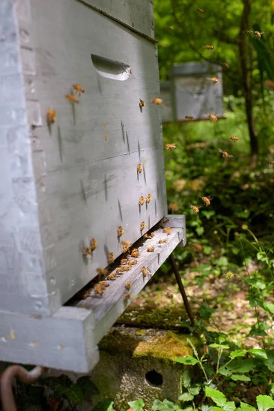 Οι μέλισσες στην πλευρά της μια κυψέλη — Φωτογραφία Αρχείου