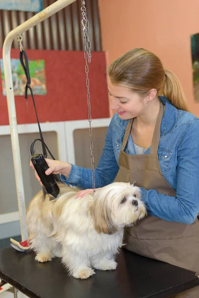 Hermosa rubia perro peluquero en el trabajo — Foto de Stock