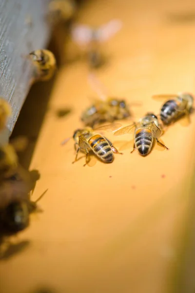 Крупный план медоносных пчел и пчёл — стоковое фото