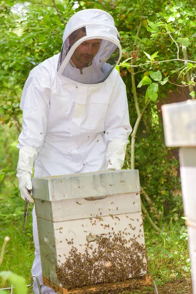 Imker pflegen Bienenstöcke voller Bienen — Stockfoto