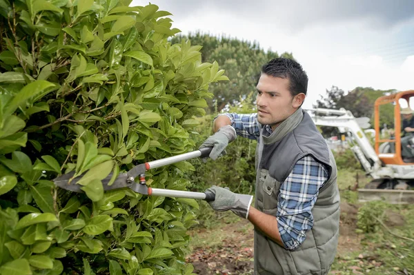 Gärtner schneidet Hecke mit Schere — Stockfoto