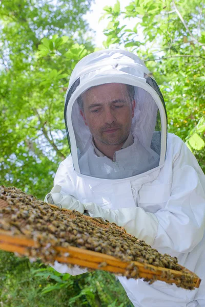 꿀의 모양을 조사함 — 스톡 사진