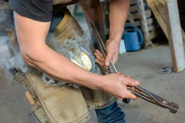 Colocando a ferradura e trabalho — Fotografia de Stock