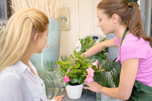 Florista com cliente, alcançando uma planta — Fotografia de Stock