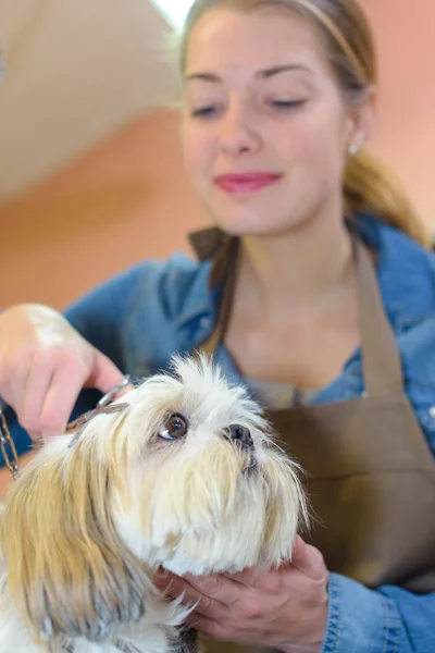Леди Подстригание волос маленькой собаки — стоковое фото
