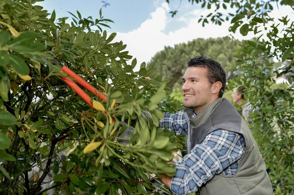 Triming hedge ve etkinlik — Stok fotoğraf