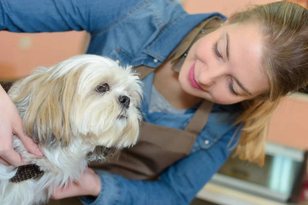 Mulher animal groomer com cão — Fotografia de Stock