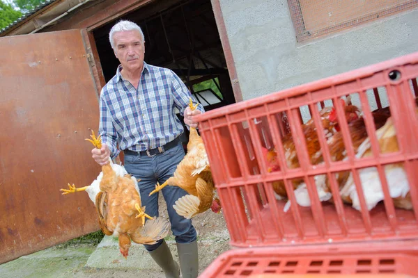Αγρότης που κρατάει τα κοτόπουλα από τα πόδια τους — Φωτογραφία Αρχείου