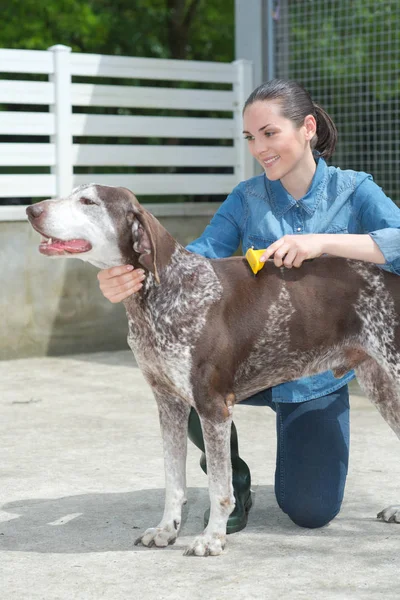 Veterinário fêmea acariciando cão no abrigo animal — Fotografia de Stock