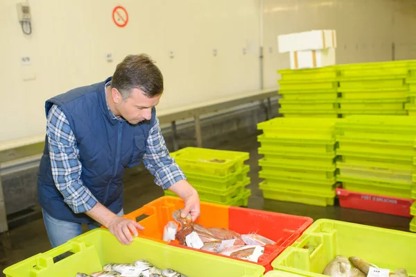 Preparando o peixe e o homem — Fotografia de Stock